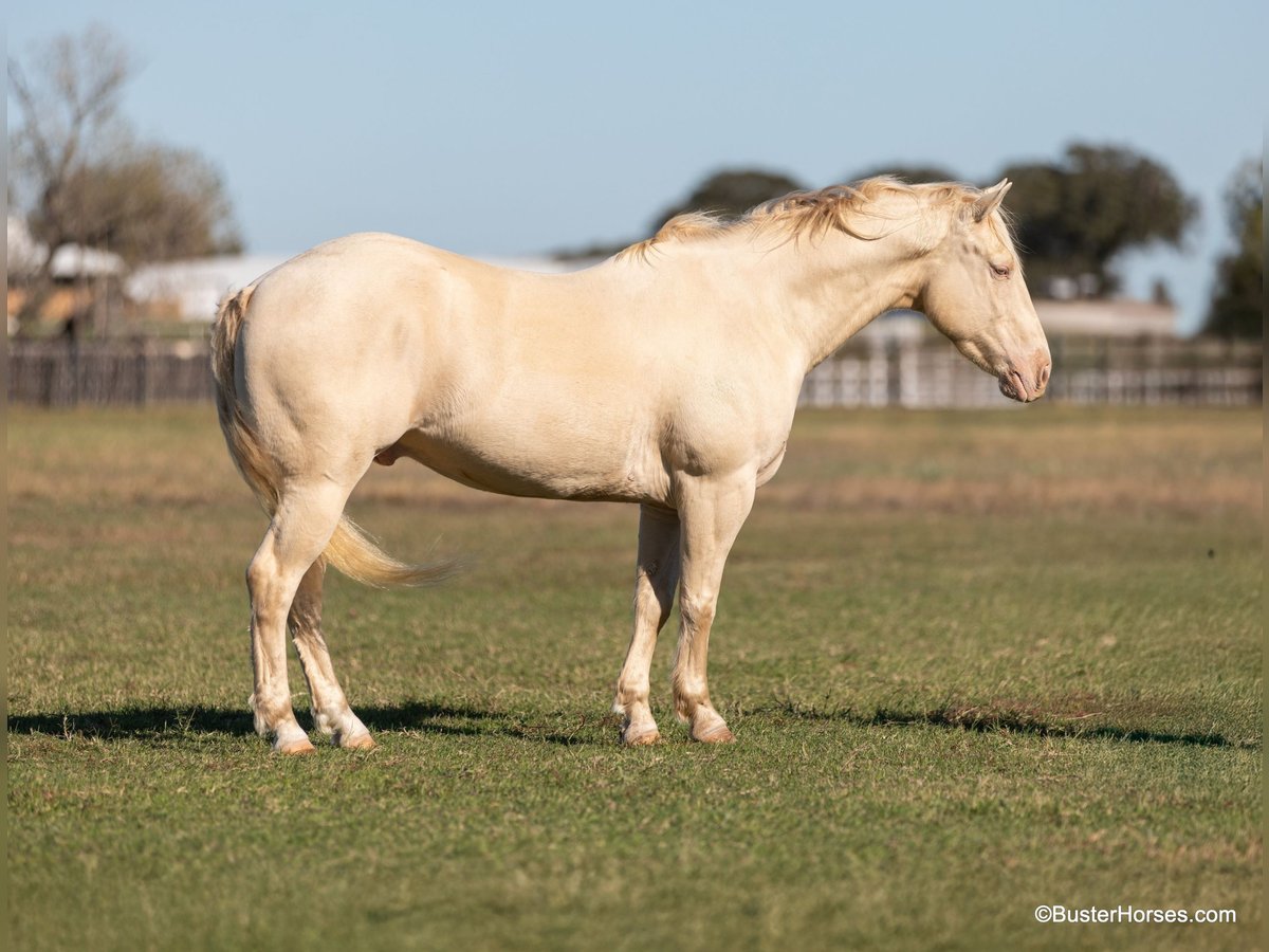 American Quarter Horse Castrone 7 Anni 147 cm Cremello in Weatherford TX