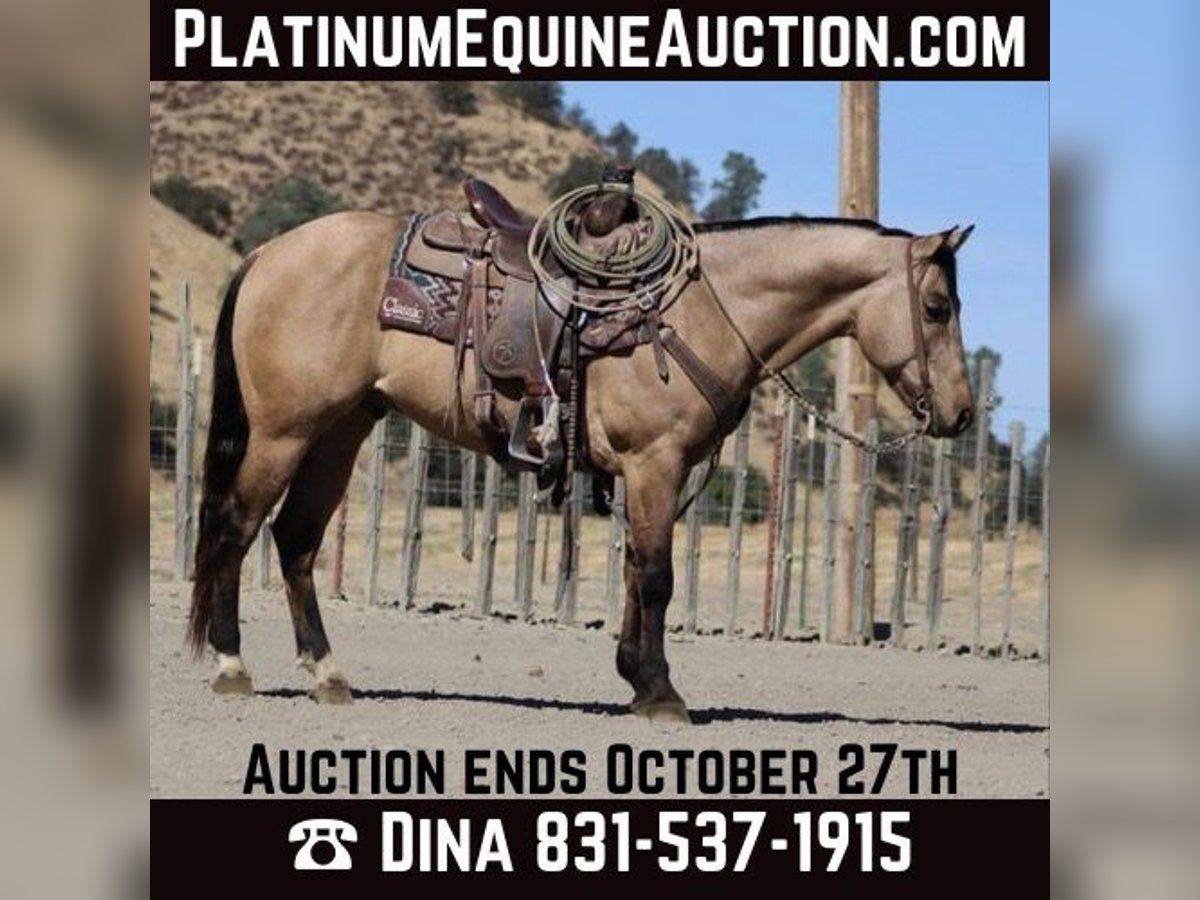 American Quarter Horse Castrone 7 Anni 147 cm Pelle di daino in Paicines CA