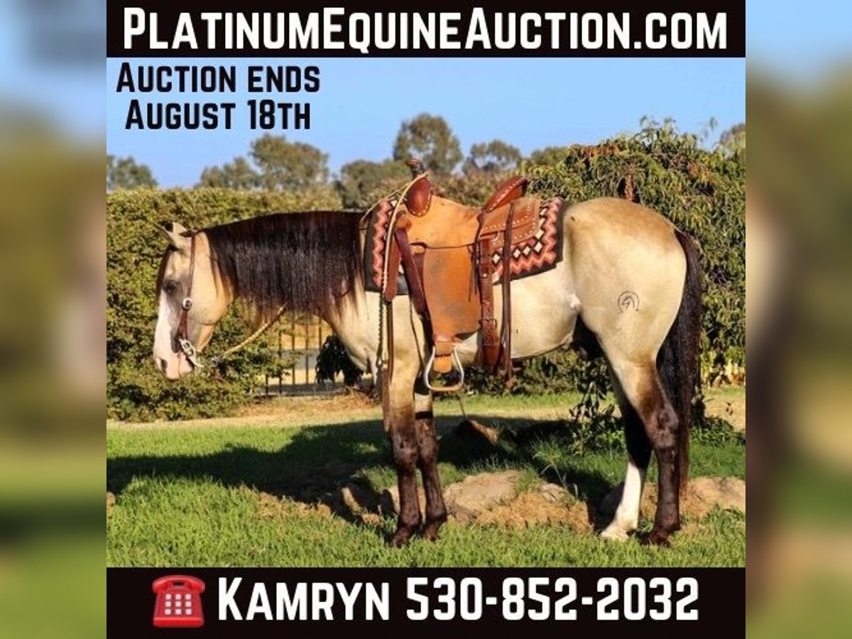 American Quarter Horse Castrone 7 Anni 147 cm Pelle di daino in Pleasant Grove, CA