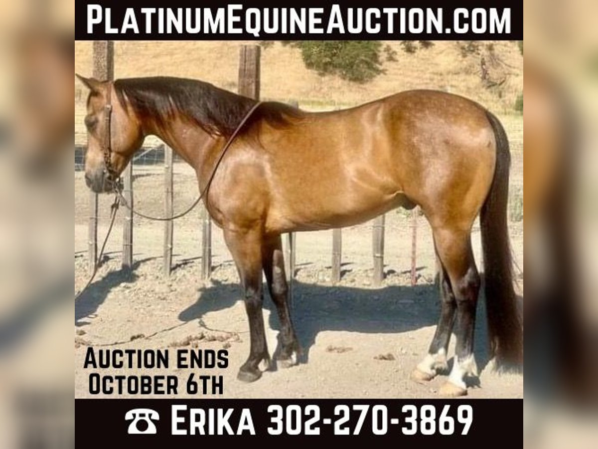 American Quarter Horse Castrone 7 Anni 147 cm Pelle di daino in Woodside CA