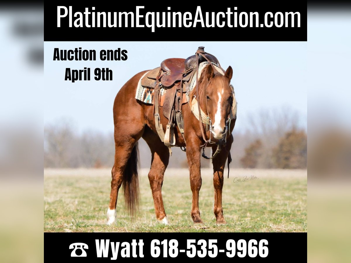 American Quarter Horse Castrone 7 Anni 147 cm Sauro ciliegia in Lewistown IL