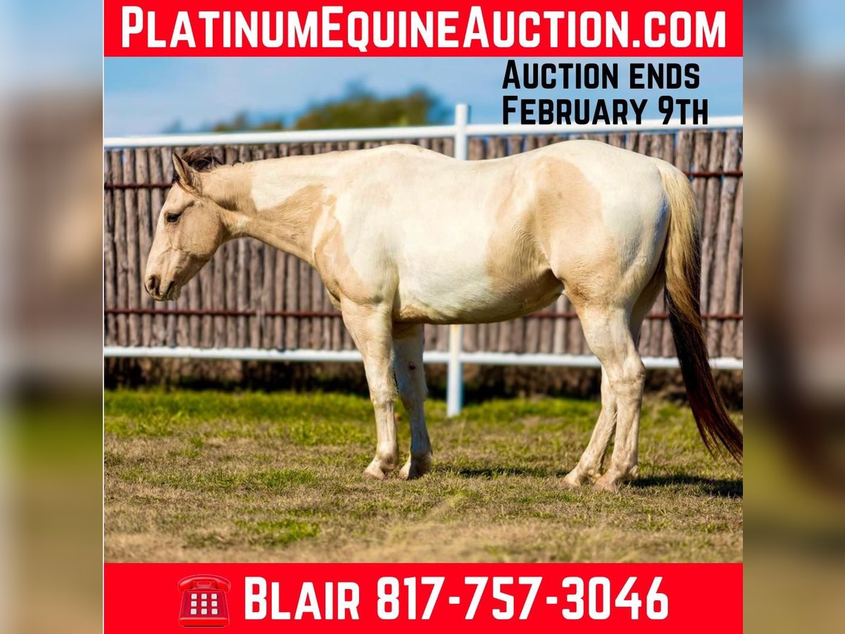 American Quarter Horse Castrone 7 Anni 147 cm Tobiano-tutti i colori in Weatherford TX