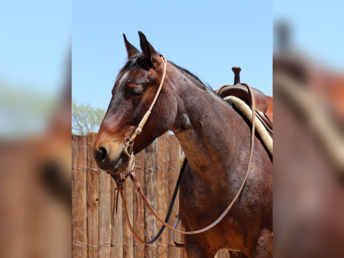 American Quarter Horse Castrone 7 Anni 150 cm Baio roano in jOSHUA tx