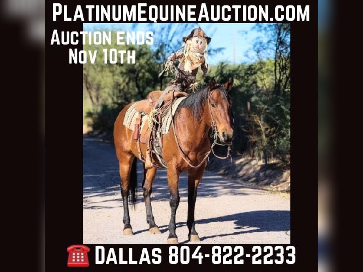 American Quarter Horse Castrone 7 Anni 150 cm Baio roano in Camp Verde AZ