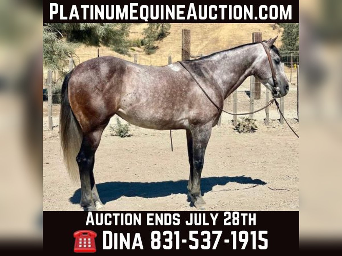 American Quarter Horse Castrone 7 Anni 150 cm Grigio in Paicines CA