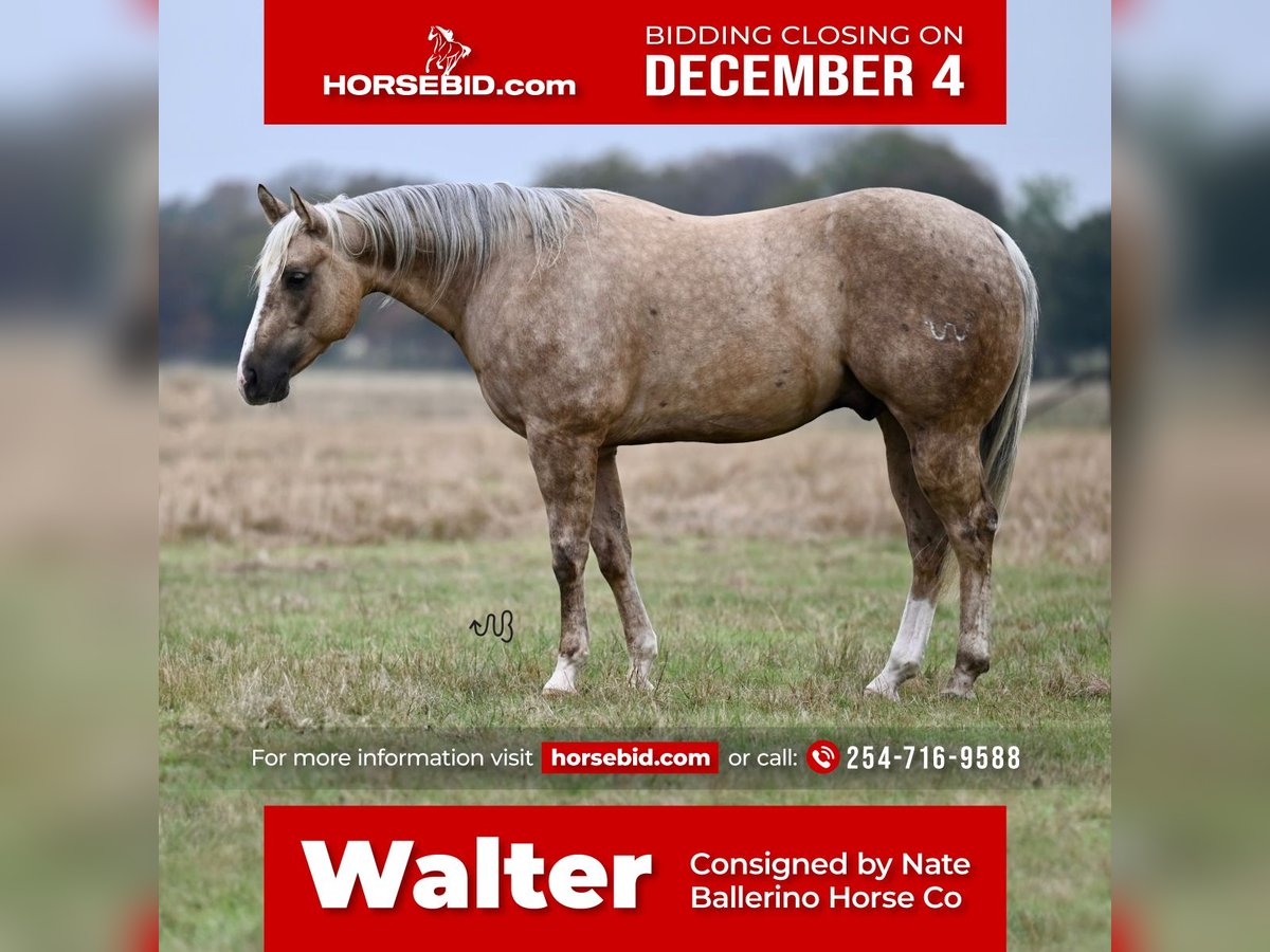 American Quarter Horse Castrone 7 Anni 150 cm Palomino in Waco, TX