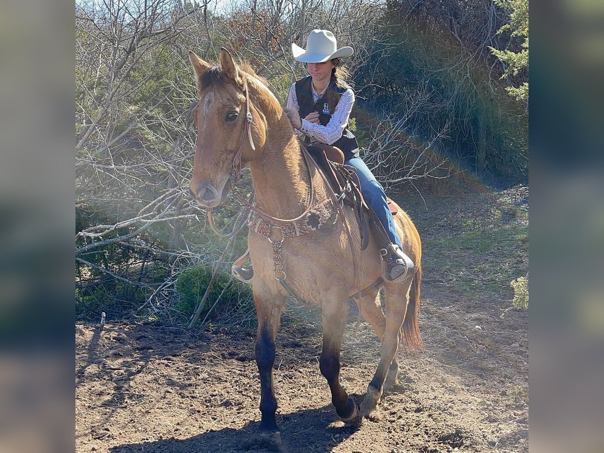 American Quarter Horse Castrone 7 Anni 152 cm Baio chiaro in Los Angeles