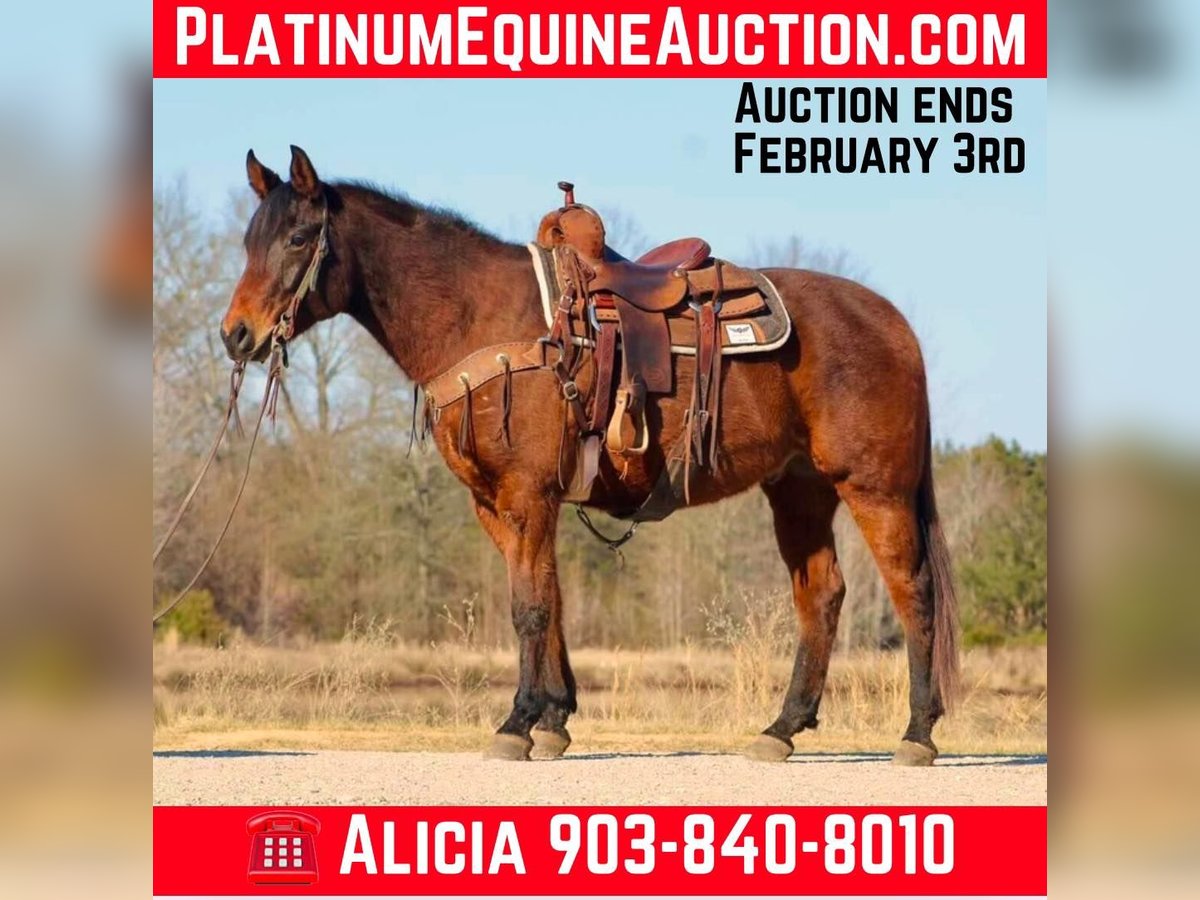 American Quarter Horse Castrone 7 Anni 152 cm Baio ciliegia in Canton TX