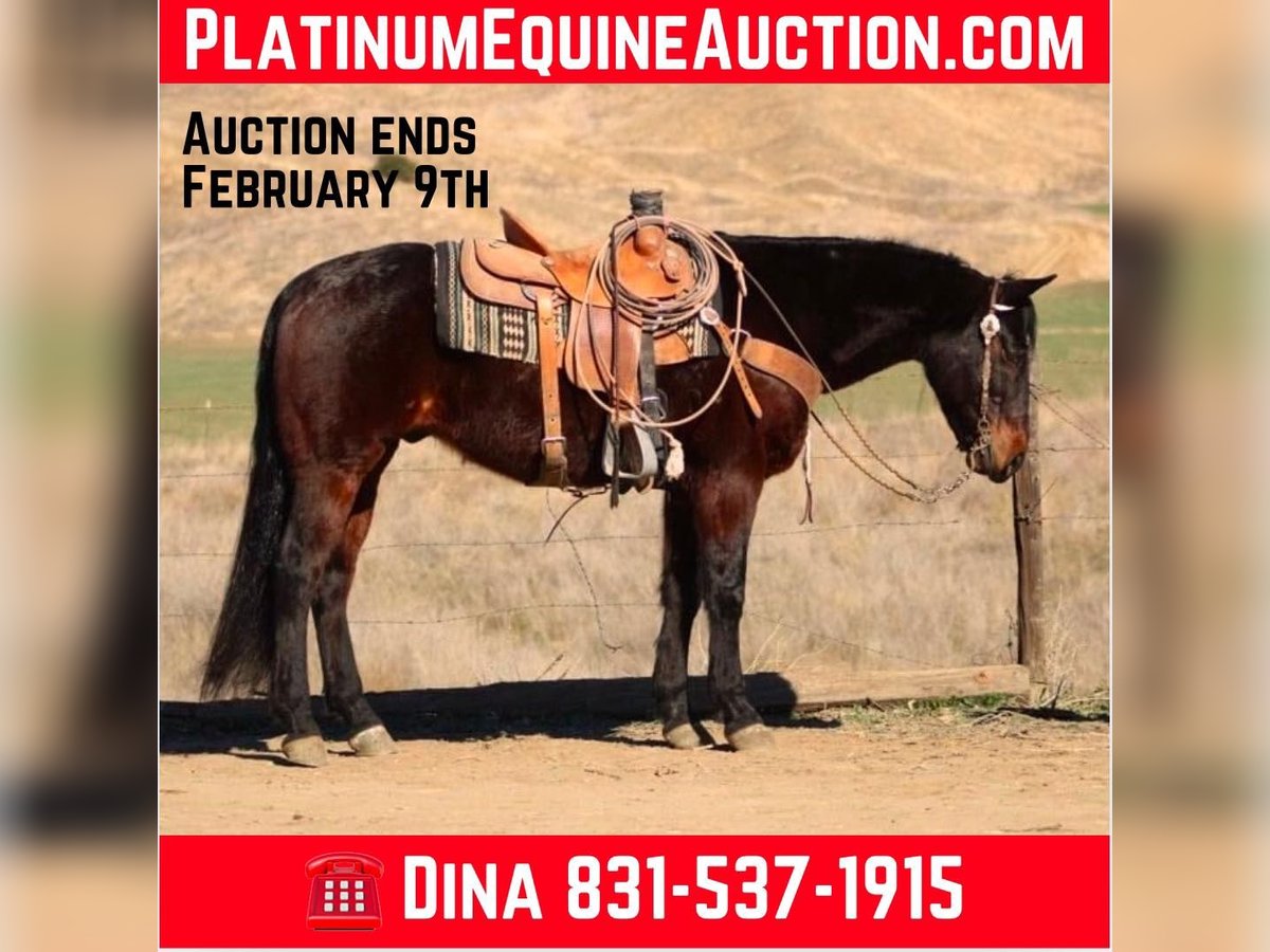 American Quarter Horse Castrone 7 Anni 152 cm Baio ciliegia in Paicines CA