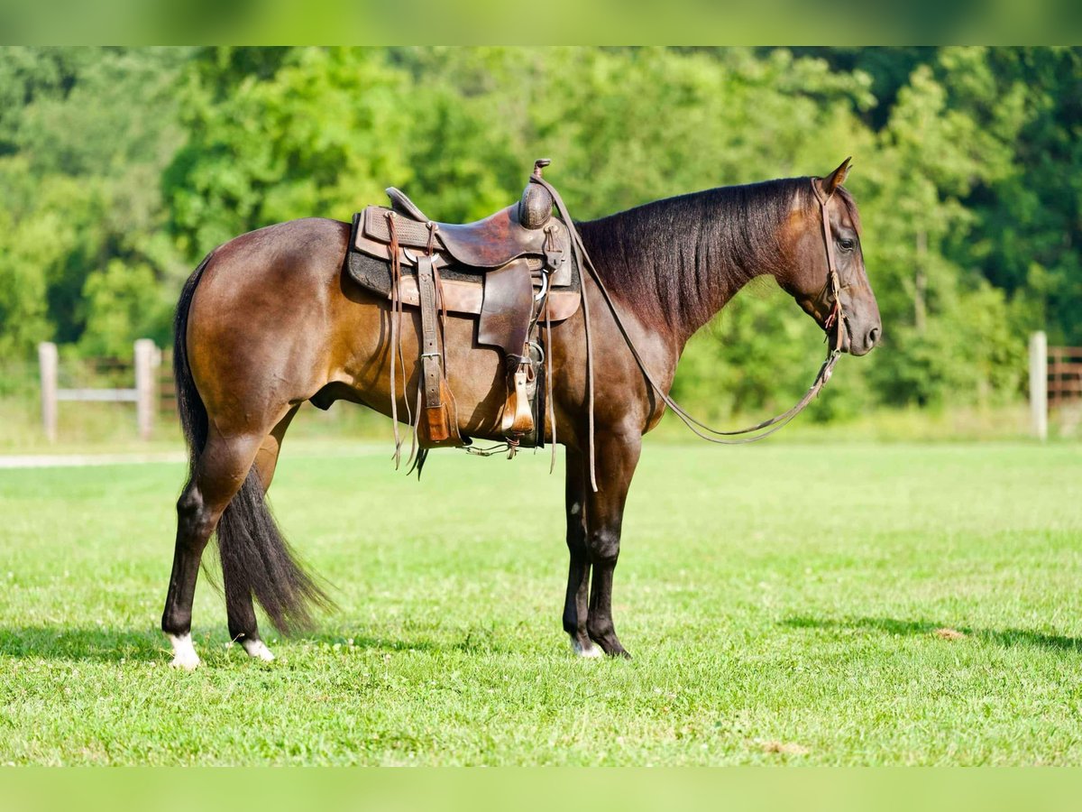 American Quarter Horse Castrone 7 Anni 152 cm Baio roano in Brodhead KY