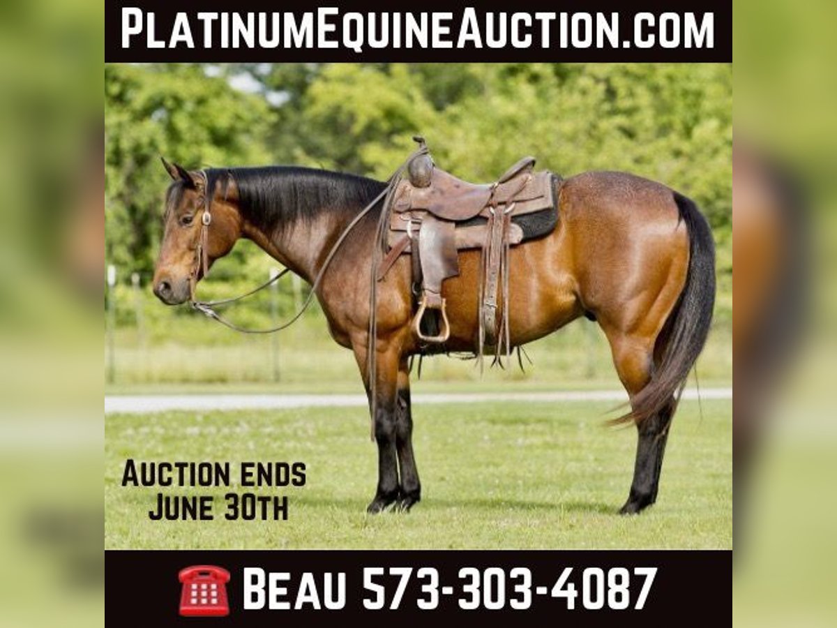 American Quarter Horse Castrone 7 Anni 152 cm Baio roano in CANYON, TX