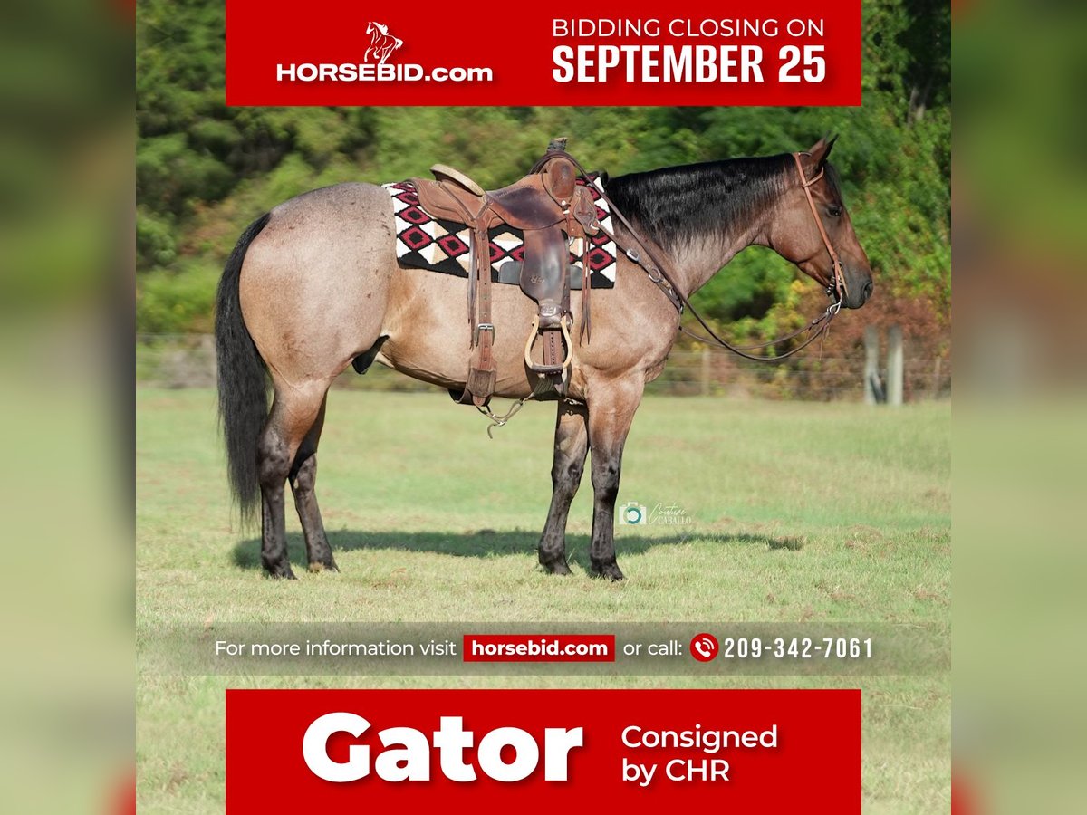 American Quarter Horse Castrone 7 Anni 152 cm Baio roano in Waterford, CA