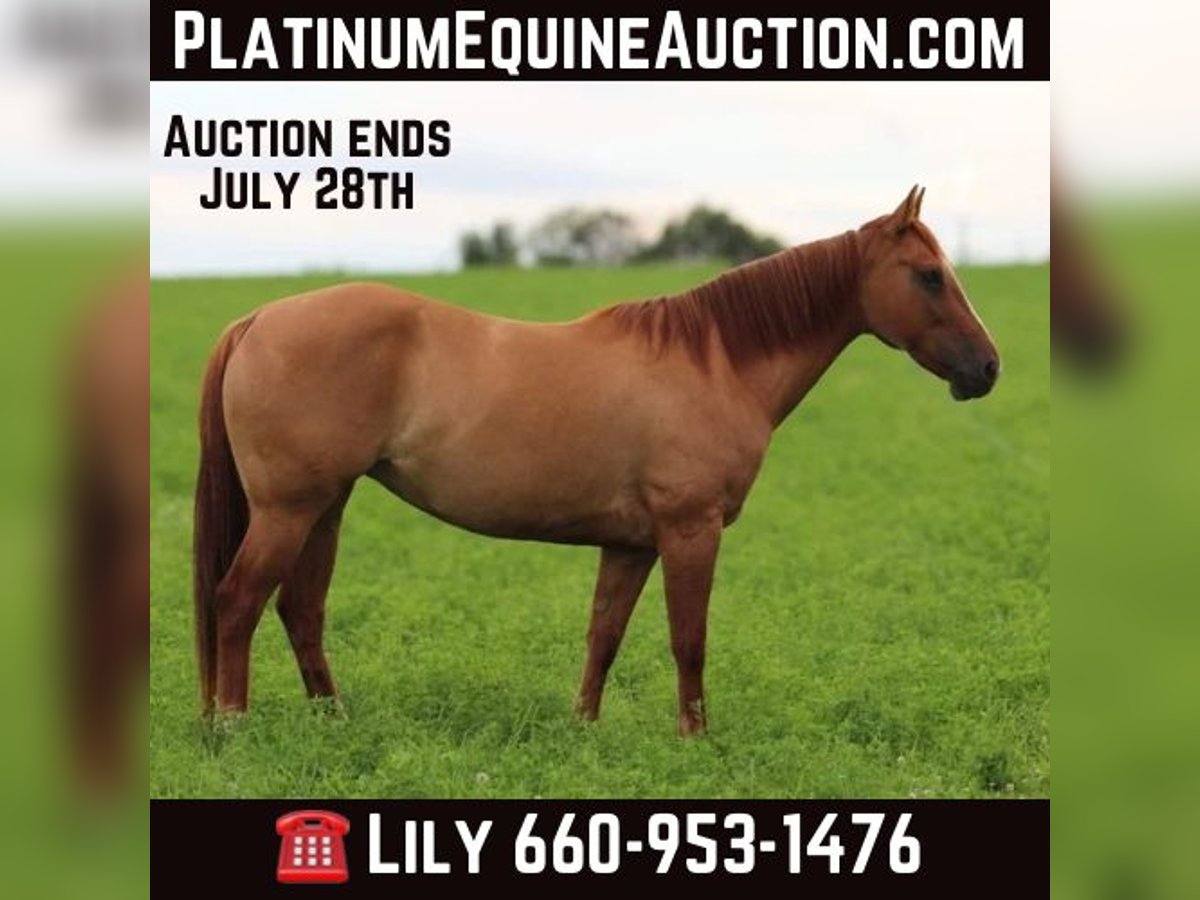 American Quarter Horse Castrone 7 Anni 152 cm Falbo in Princeton MO