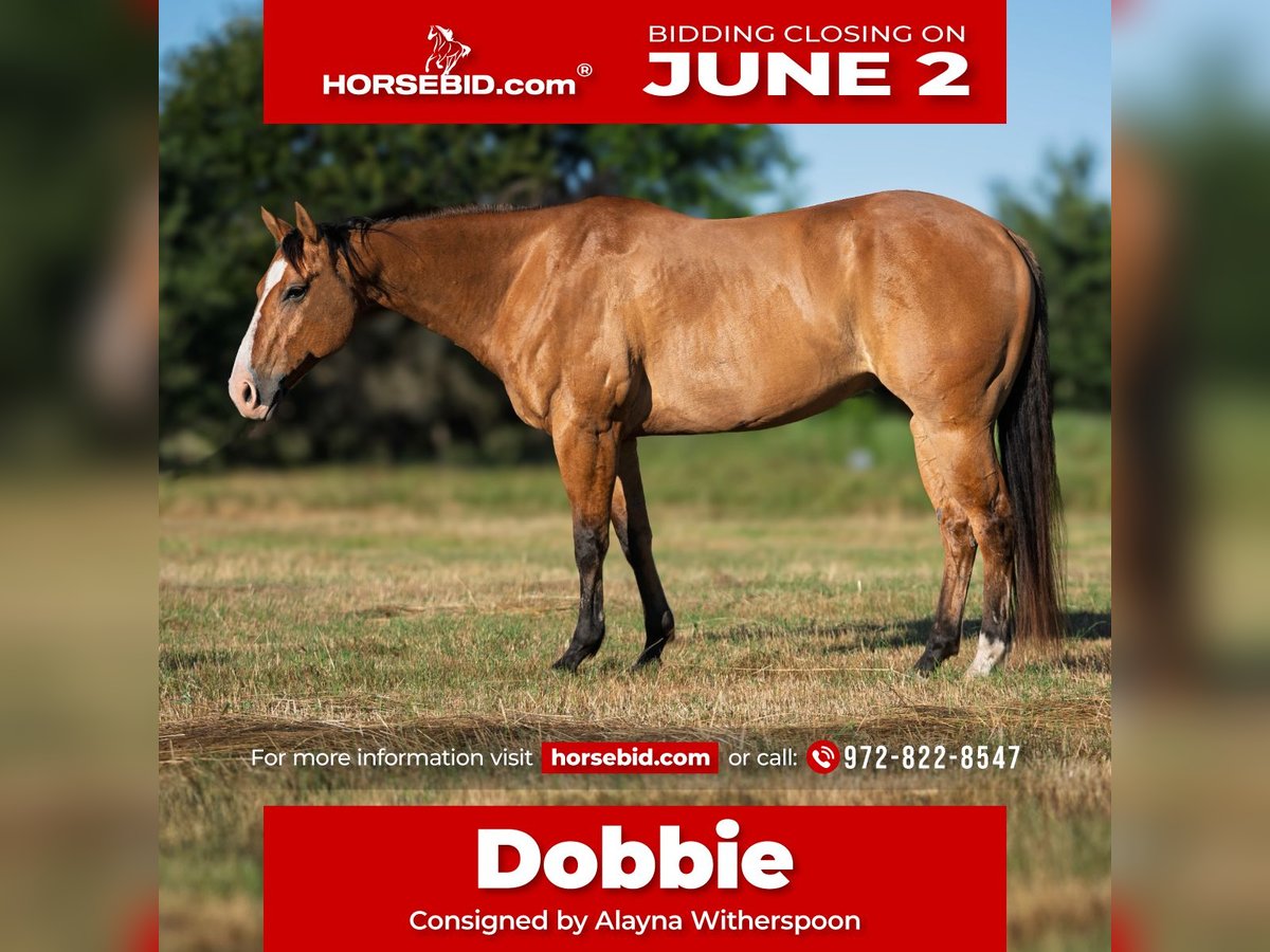 American Quarter Horse Castrone 7 Anni 152 cm Falbo in Canton, TX