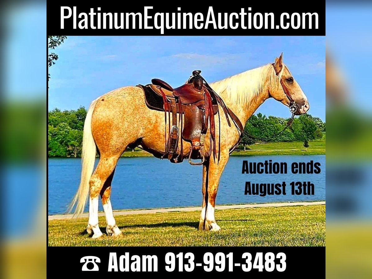 American Quarter Horse Castrone 7 Anni 152 cm Palomino in LaCyngne, KS