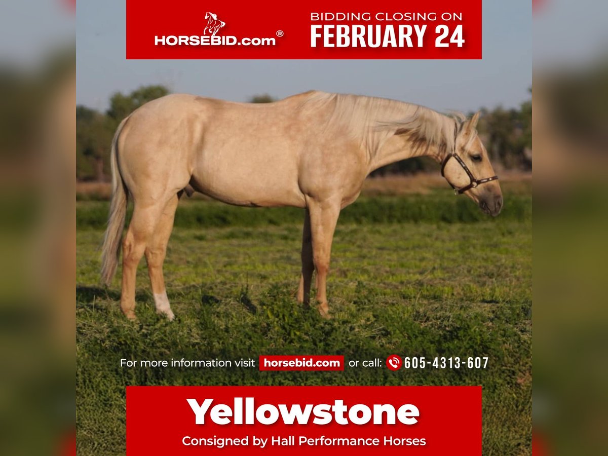 American Quarter Horse Castrone 7 Anni 152 cm Palomino in Torrington, WY