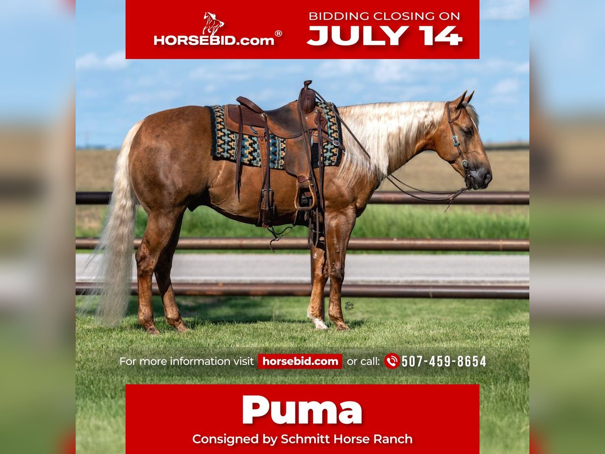 American Quarter Horse Castrone 7 Anni 152 cm Palomino in Holland, IA
