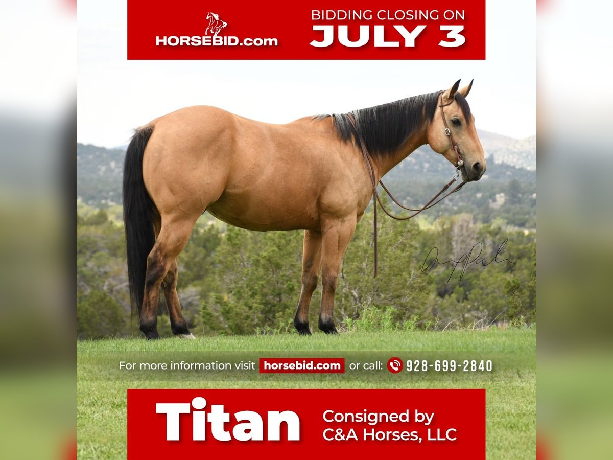 American Quarter Horse Castrone 7 Anni 152 cm Pelle di daino in Flagstaff, AZ