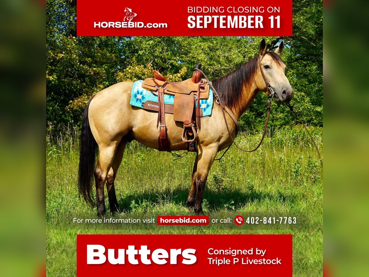 American Quarter Horse Castrone 7 Anni 152 cm Pelle di daino in Valley Springs, SD