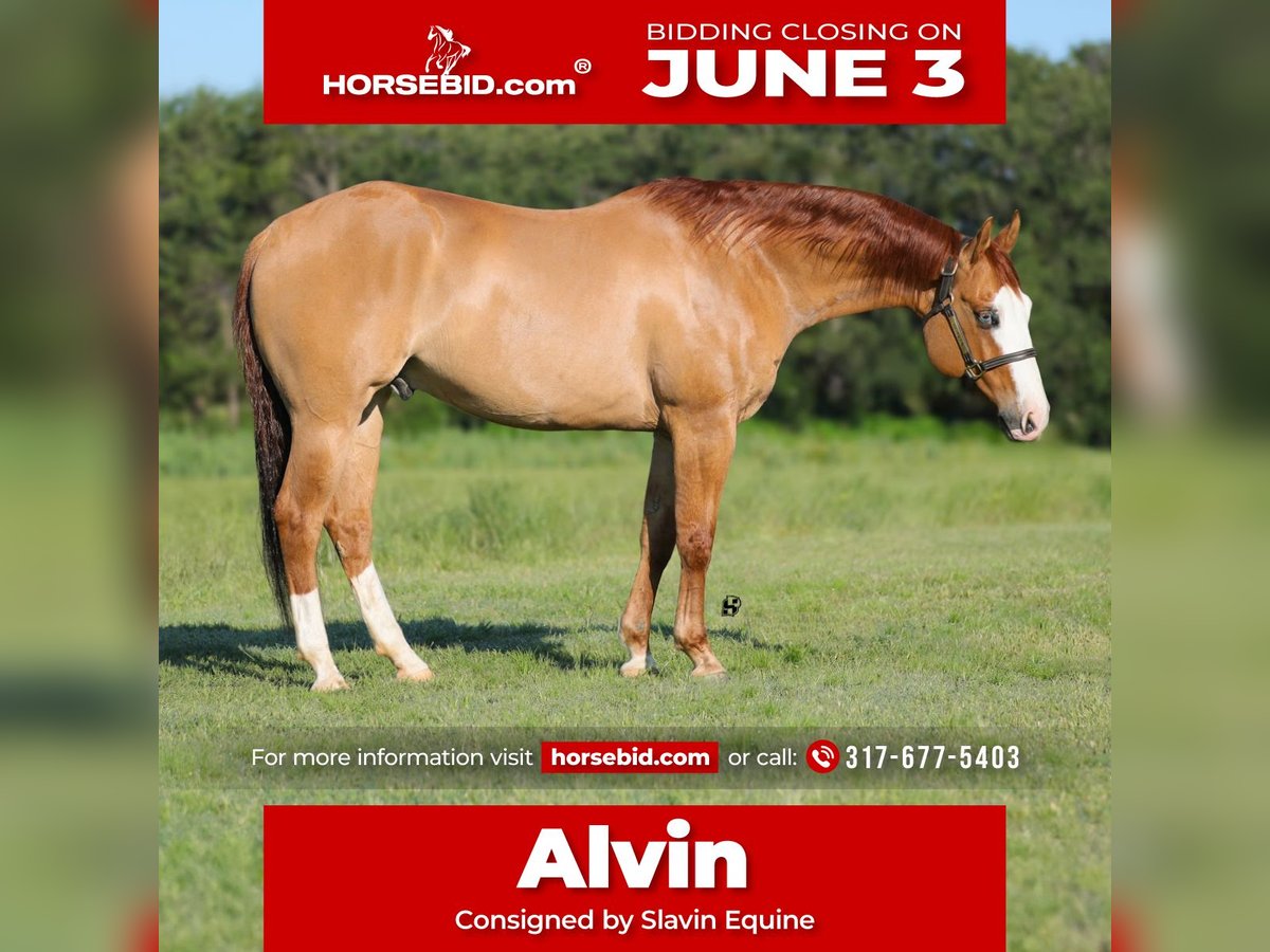 American Quarter Horse Castrone 7 Anni 152 cm Red dun in Whitesboro