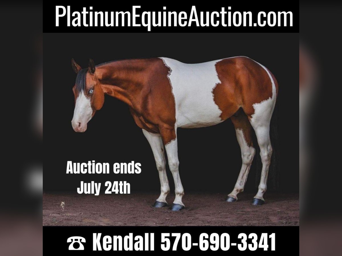 American Quarter Horse Castrone 7 Anni 152 cm Sauro scuro in Dallas PA