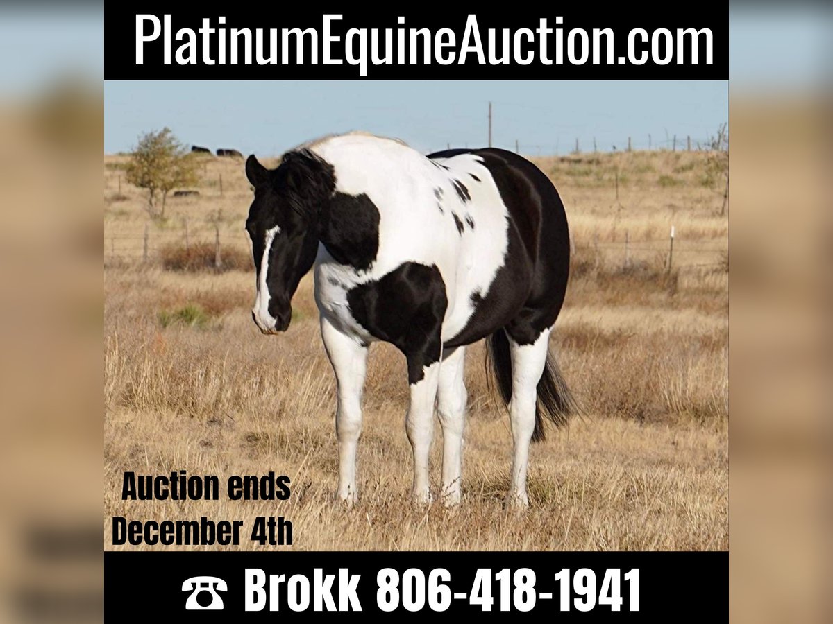 American Quarter Horse Castrone 7 Anni 152 cm Tobiano-tutti i colori in Amarillo TX