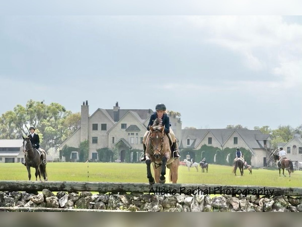 American Quarter Horse Castrone 7 Anni 153 cm Baio roano in Williston Fl