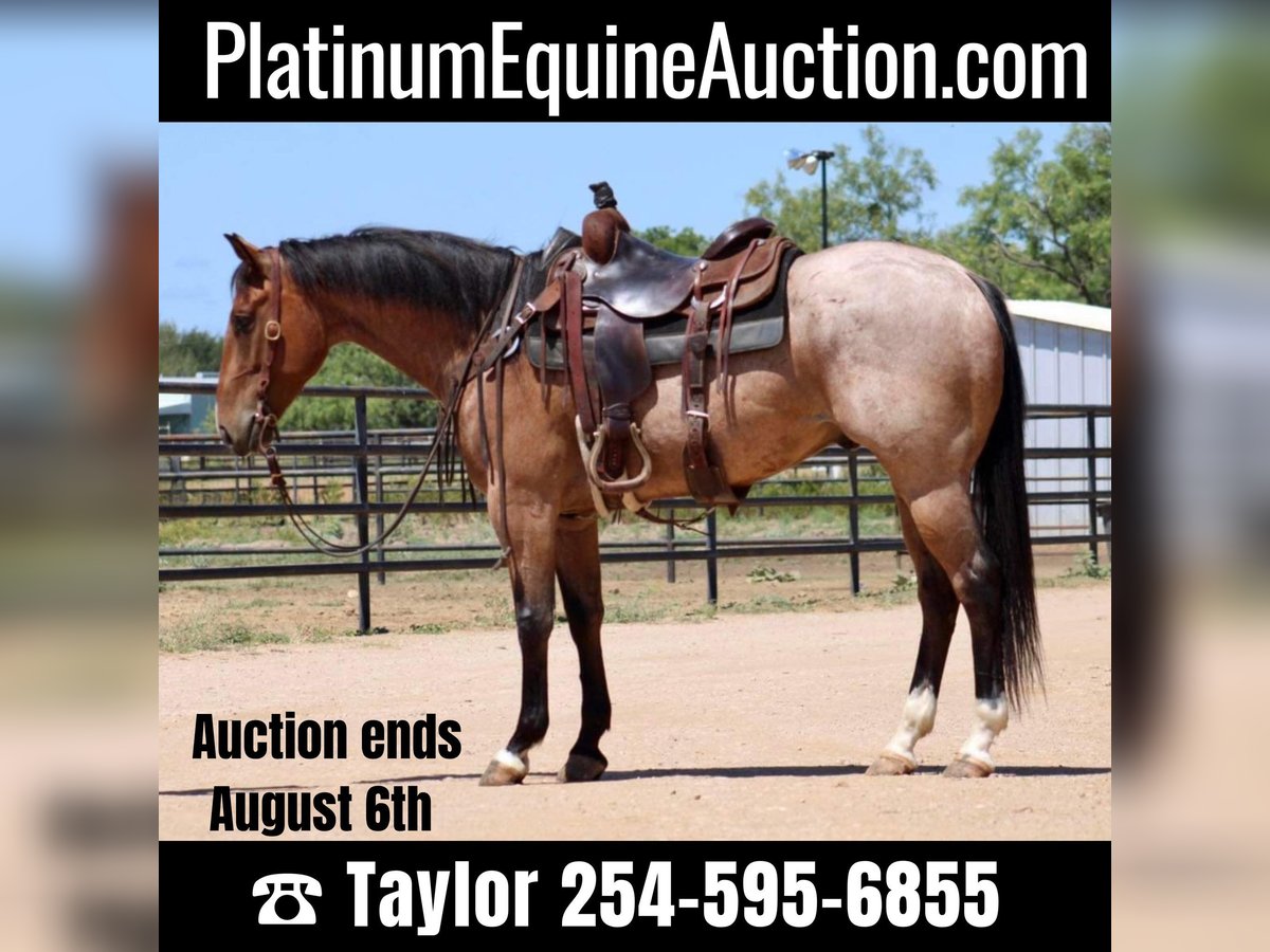 American Quarter Horse Castrone 7 Anni 155 cm Baio roano in Eastland TX