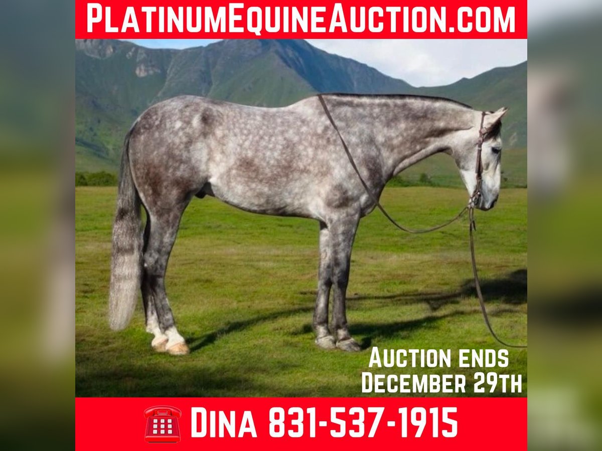 American Quarter Horse Castrone 7 Anni 155 cm Grigio pezzato in Paicines CA