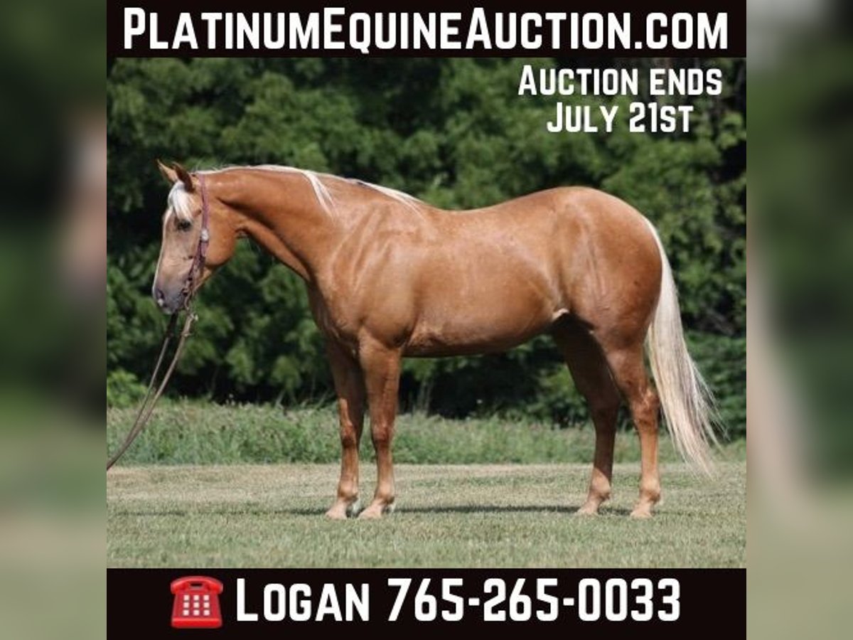 American Quarter Horse Castrone 7 Anni 155 cm Palomino in Level Green Ky