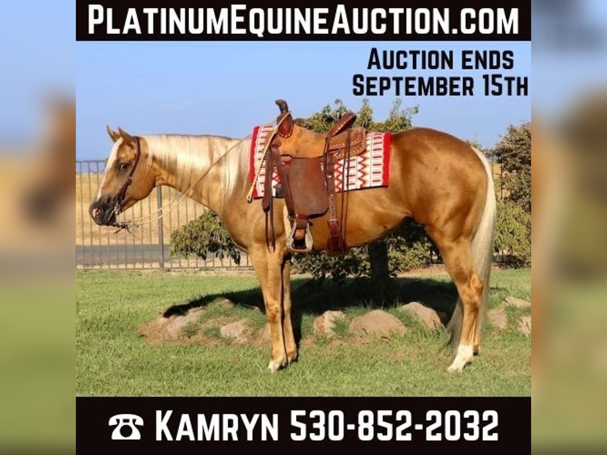 American Quarter Horse Castrone 7 Anni 155 cm Palomino in Pleasant Grove CA