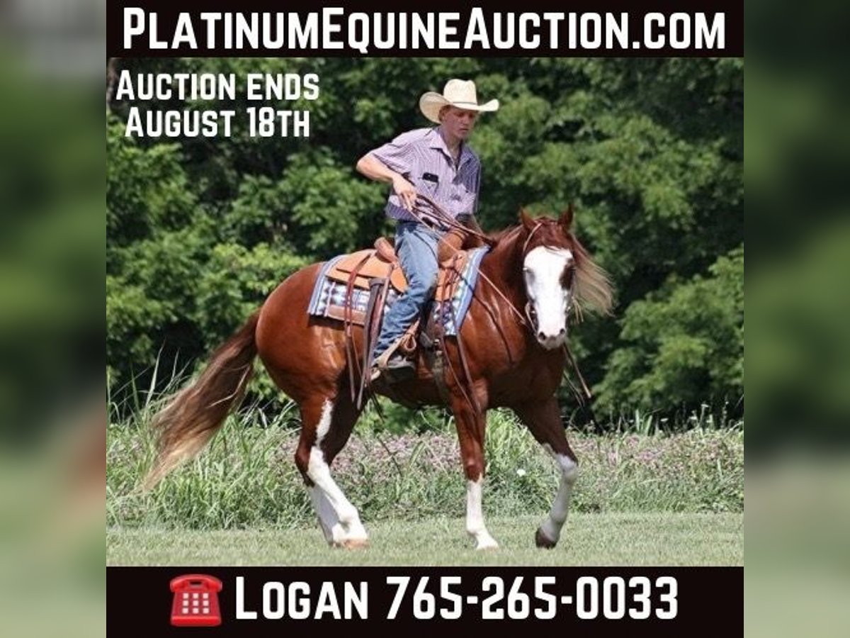 American Quarter Horse Castrone 7 Anni 155 cm in Level Green Ky
