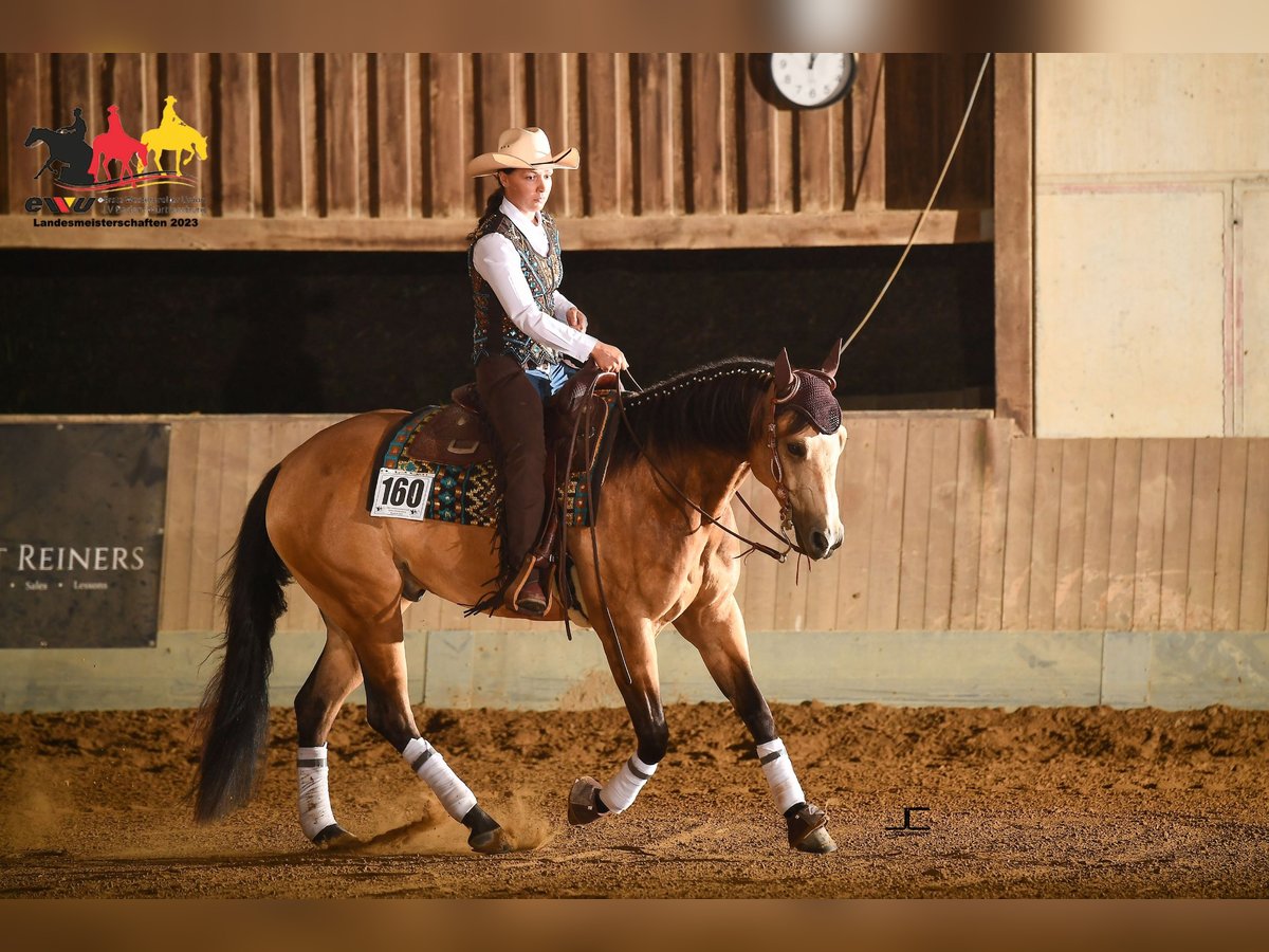 American Quarter Horse Castrone 7 Anni 155 cm Pelle di daino in Simonswald