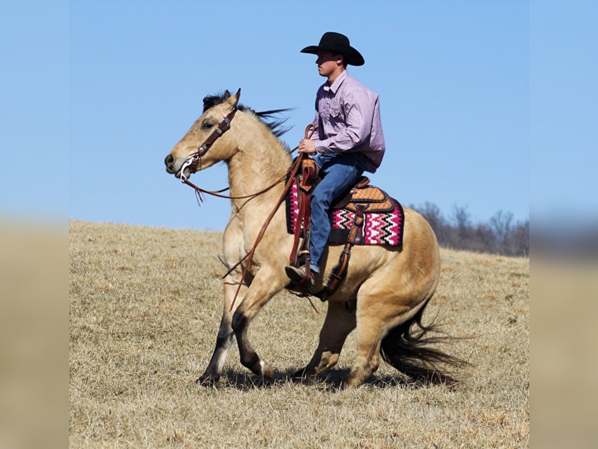 American Quarter Horse Castrone 7 Anni 155 cm Pelle di daino in Mount Vernon Ky