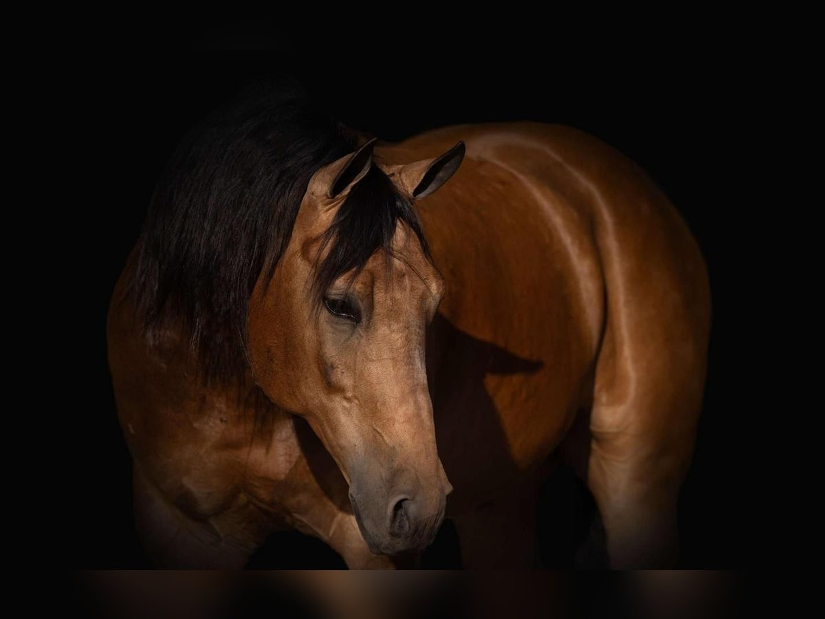 American Quarter Horse Castrone 7 Anni 155 cm Pelle di daino in Canyon, TX