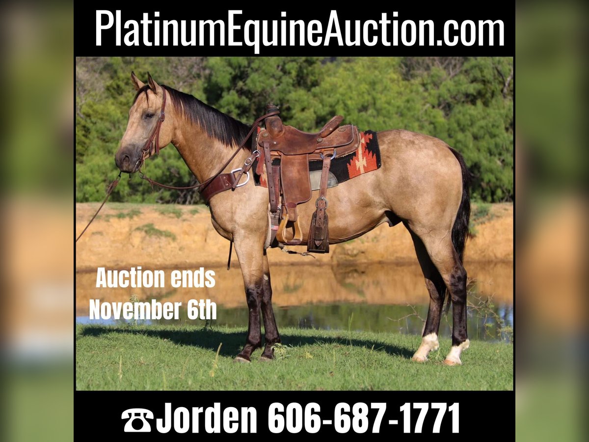 American Quarter Horse Castrone 7 Anni 155 cm Pelle di daino in Cleburne TX