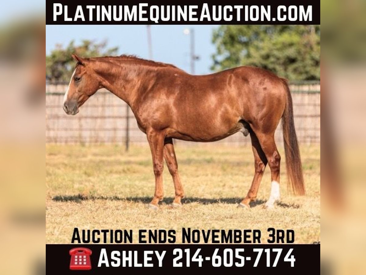 American Quarter Horse Castrone 7 Anni 155 cm Sauro ciliegia in Weatherford TX