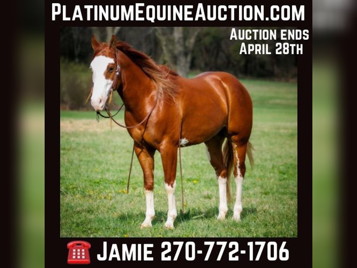 American Quarter Horse Castrone 7 Anni 155 cm Sauro scuro in Auburn KY