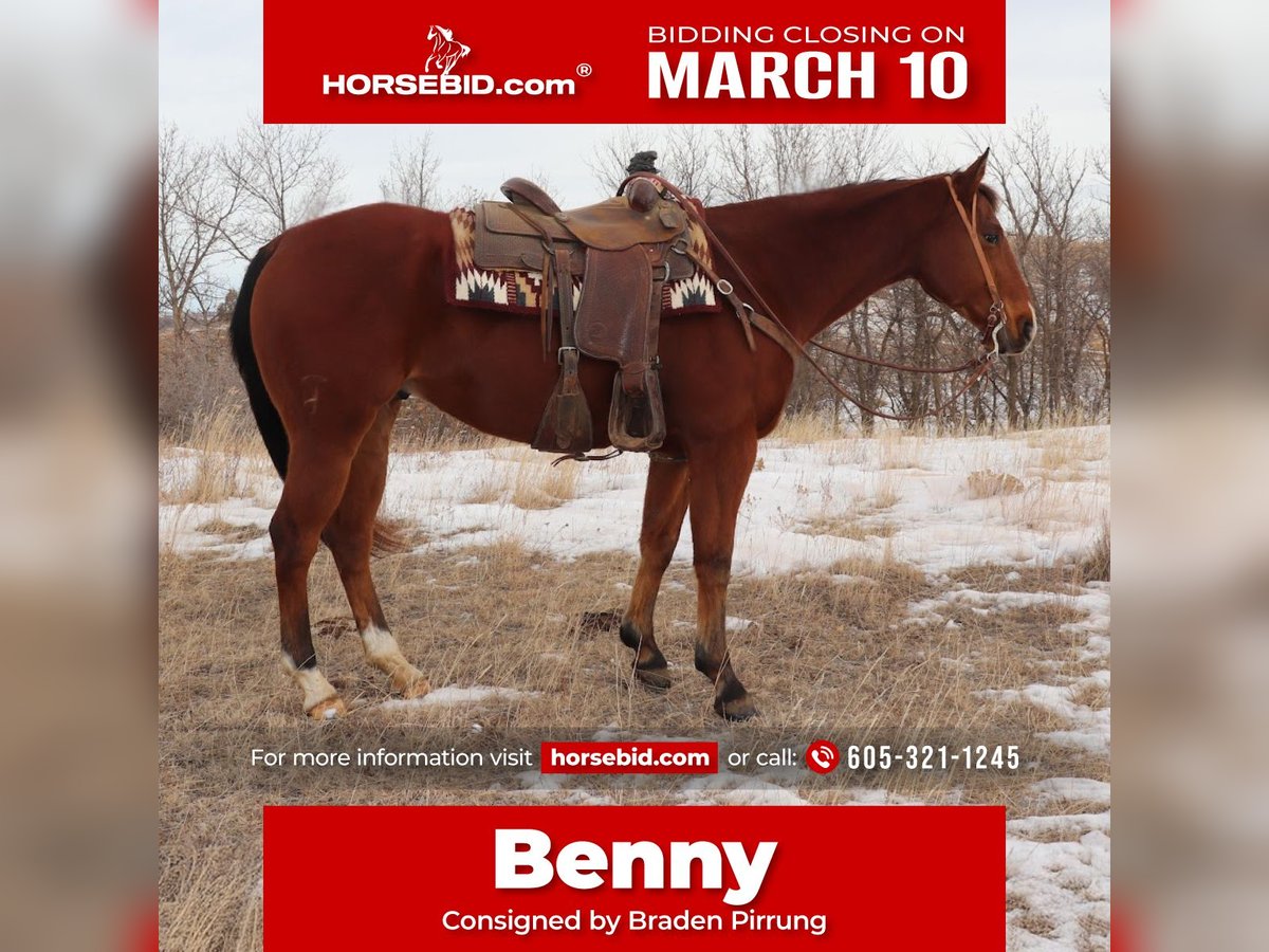 American Quarter Horse Castrone 7 Anni 157 cm Baio ciliegia in Killdeer, ND