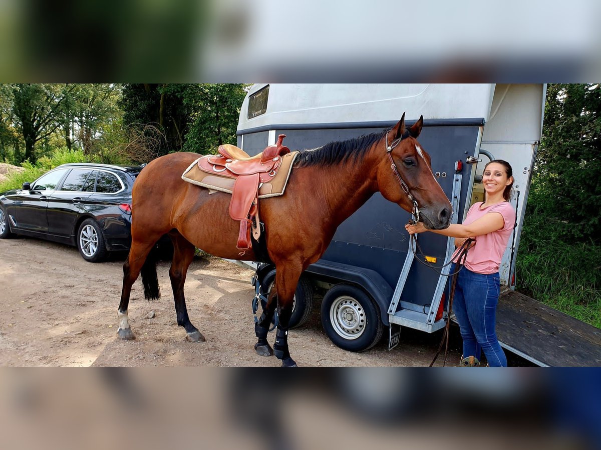 American Quarter Horse Castrone 7 Anni 157 cm Baio in Zonhoven