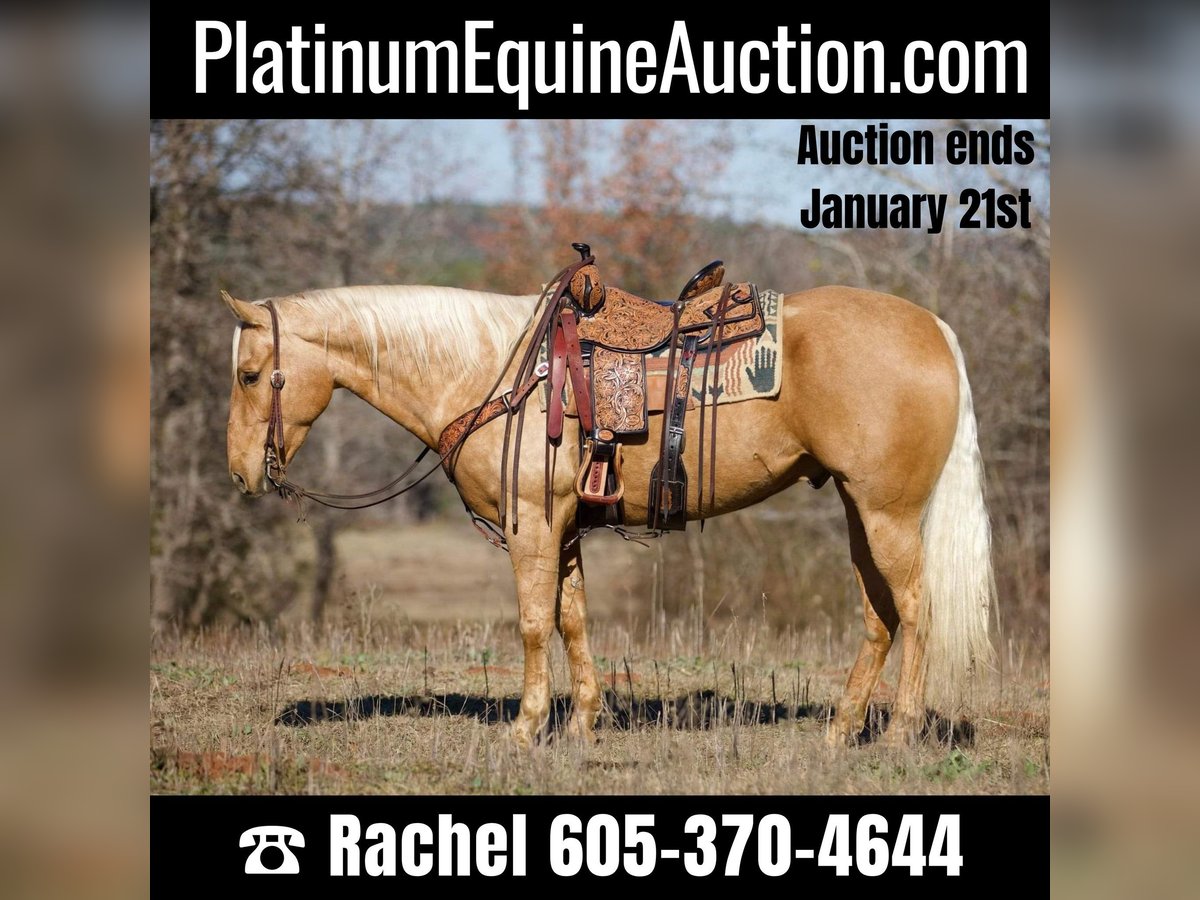 American Quarter Horse Castrone 7 Anni 157 cm Palomino in Rusk TX