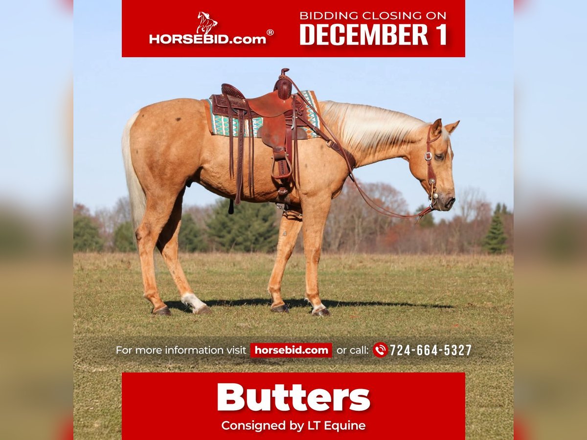 American Quarter Horse Castrone 7 Anni 157 cm Palomino in Clarion