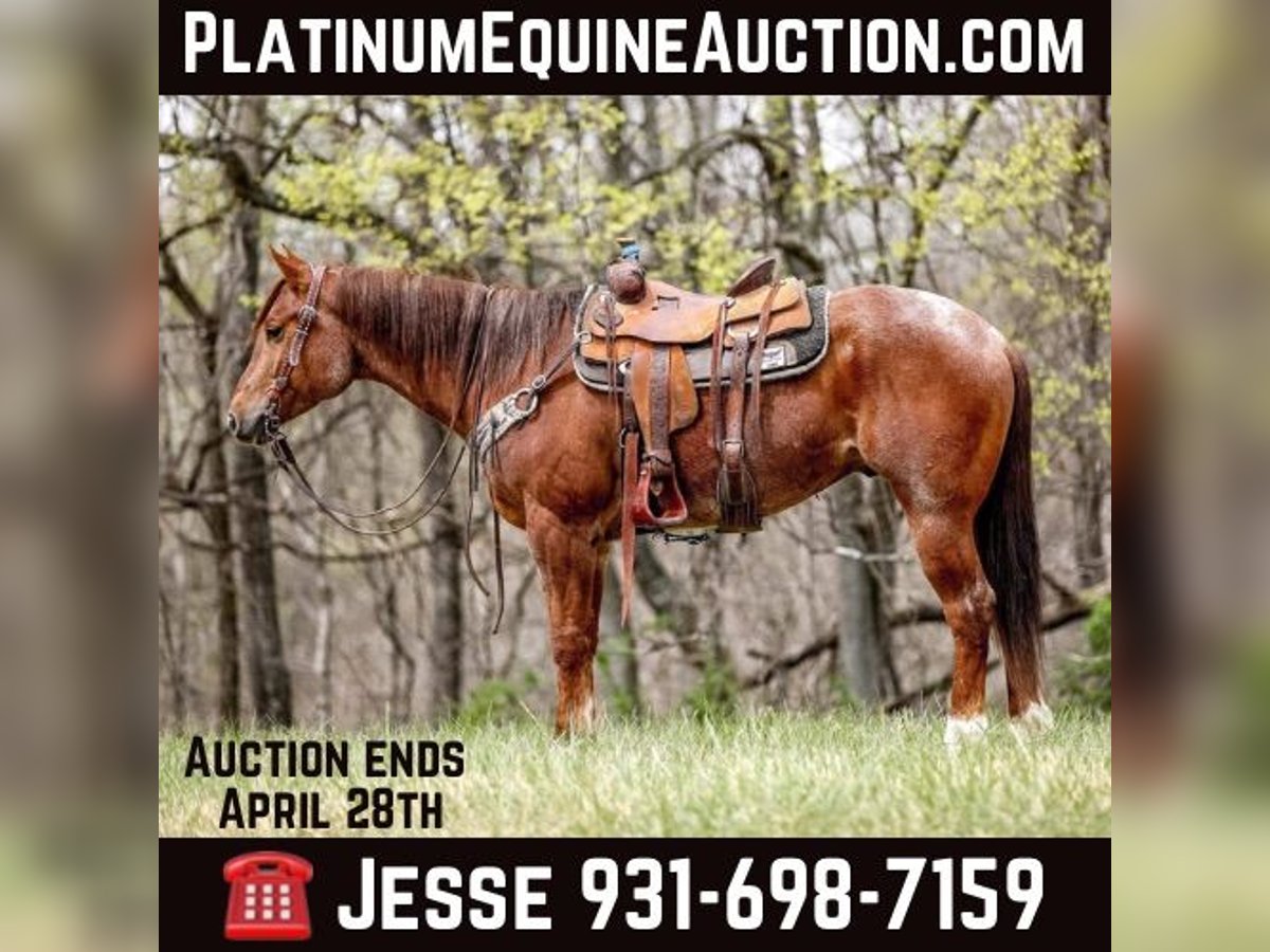 American Quarter Horse Castrone 7 Anni 160 cm Roano rosso in Santa Fe. TN