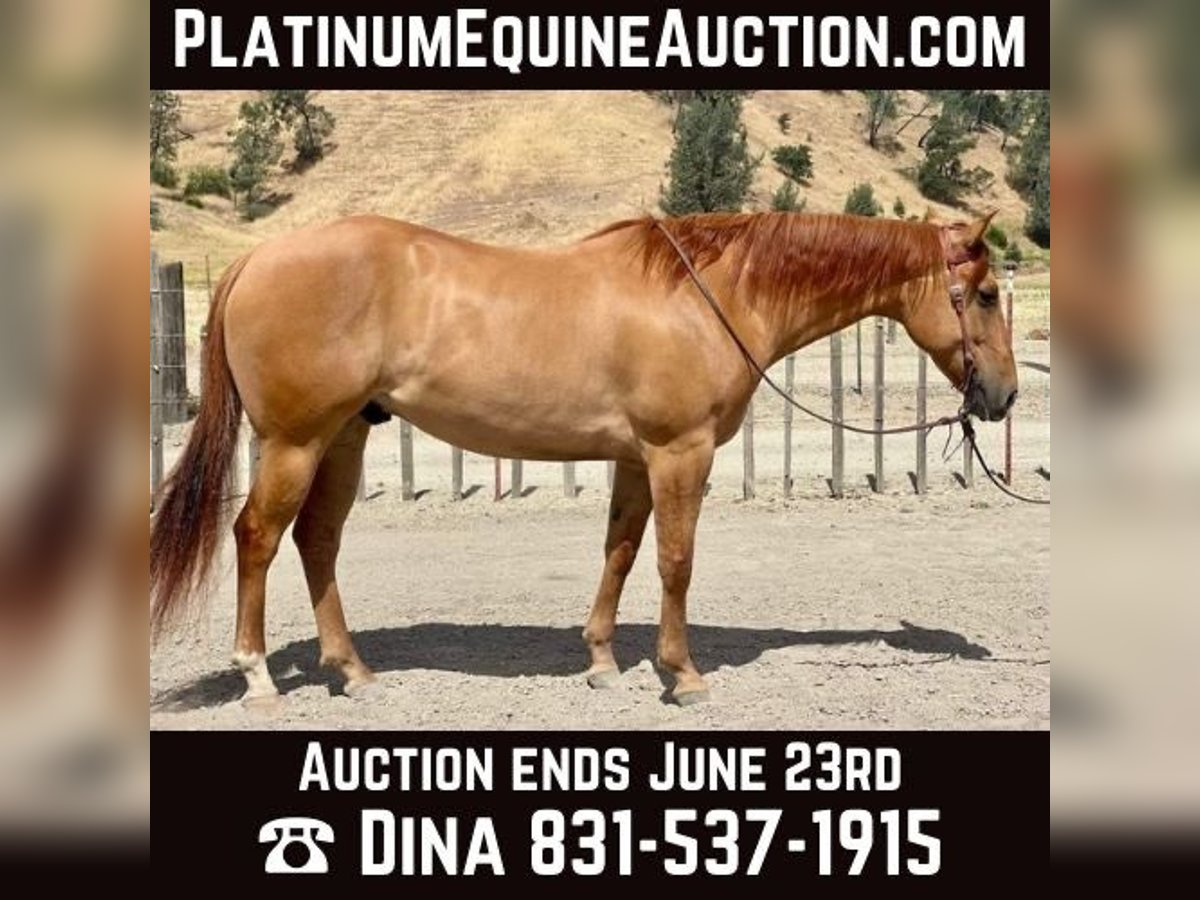 American Quarter Horse Castrone 7 Anni 163 cm Falbo in Paicines CA