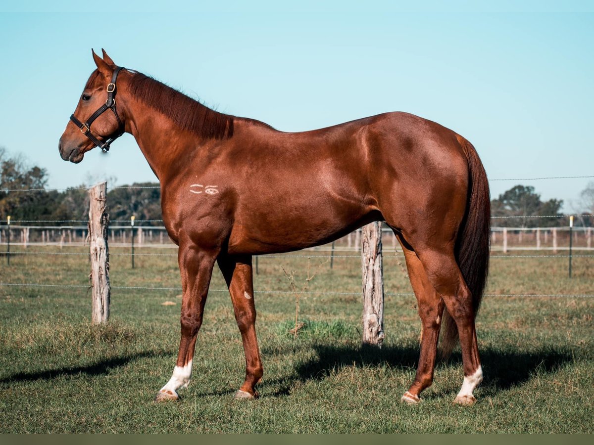 American Quarter Horse Castrone 7 Anni 163 cm in Alexandria