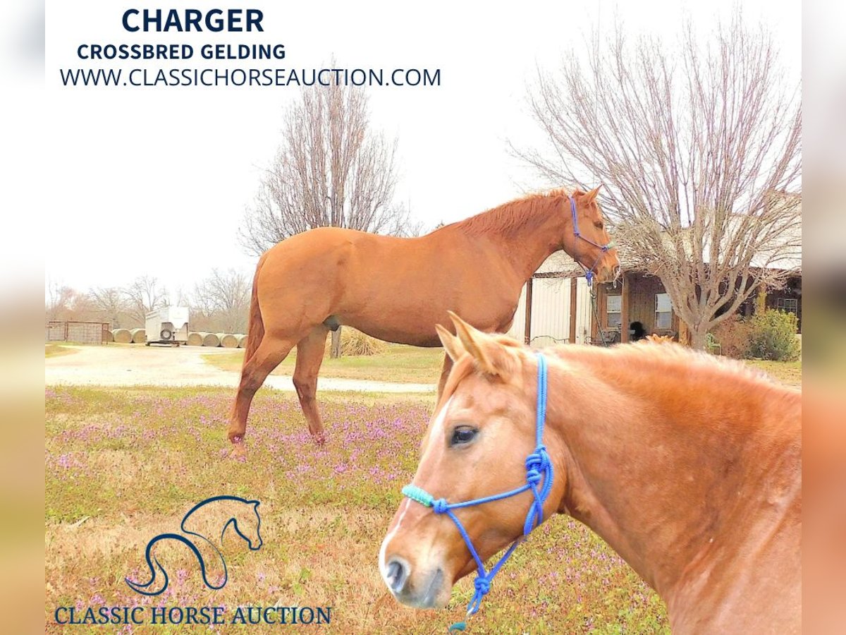 American Quarter Horse Castrone 7 Anni 163 cm Red dun in New Summerfield, TX