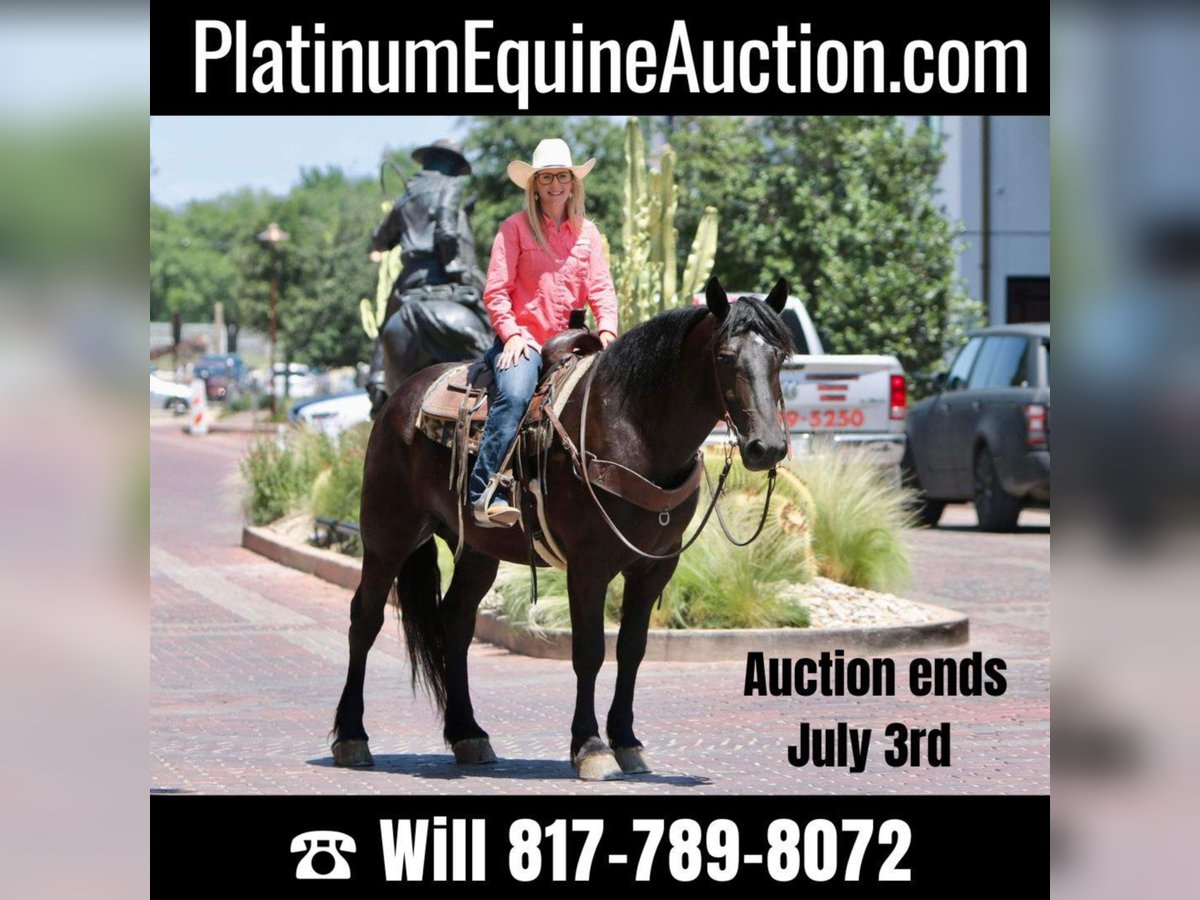 American Quarter Horse Castrone 7 Anni 165 cm Morello in jOSHUA tx