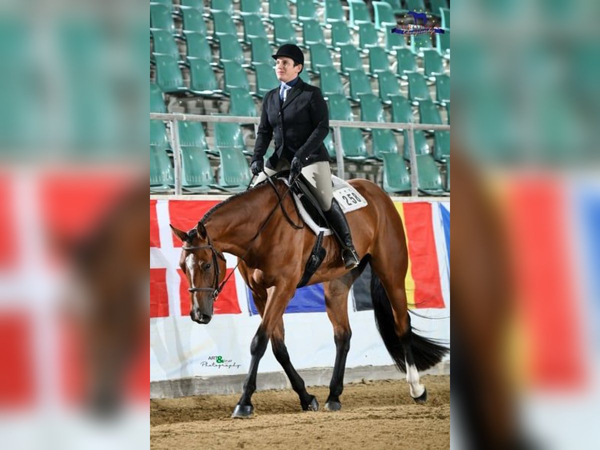 American Quarter Horse Castrone 7 Anni 170 cm Baio in Burgebrach