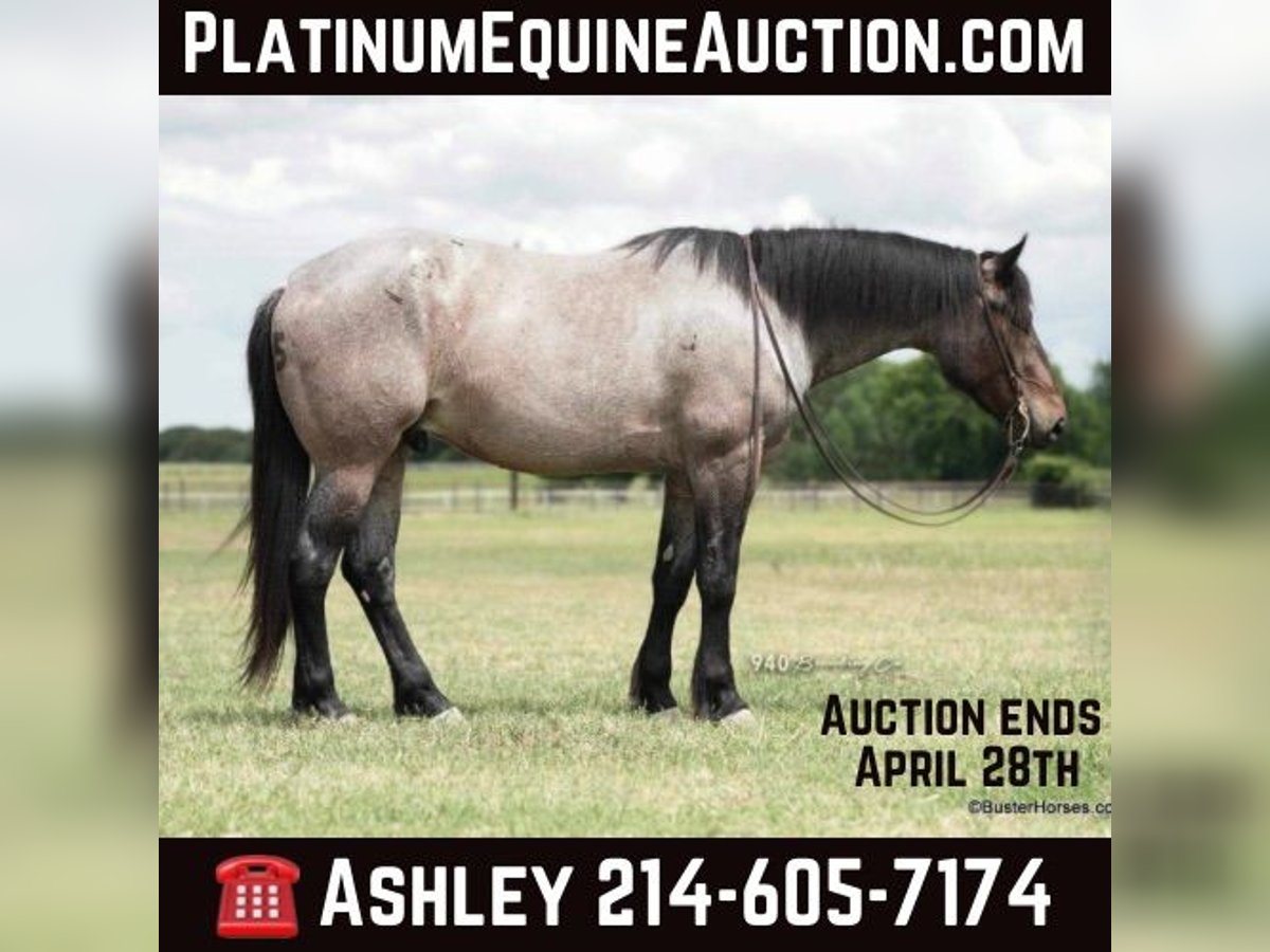 American Quarter Horse Castrone 7 Anni 170 cm Baio roano in WeATHERFORD tx