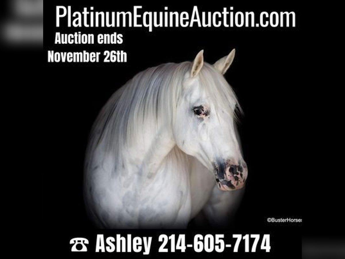 American Quarter Horse Castrone 7 Anni Bianco in Weatherford, TX